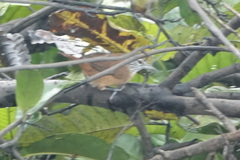 Pheugopedius genibarbis