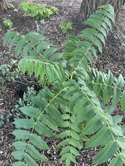 Juglans nigra