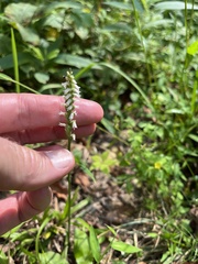 Spiranthes ovalis erostellata