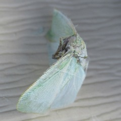 Flatormenis proxima