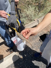 Sceloporus uniformis