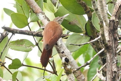 Dendroplex picus