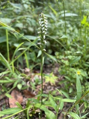 Spiranthes ovalis erostellata
