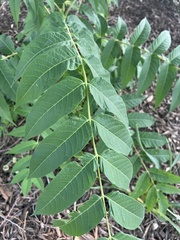Juglans nigra