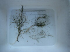 Potamogeton strictifolius