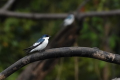 Tachycineta albiventer