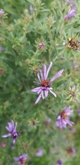Symphyotrichum novae-angliae