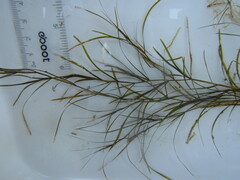 Potamogeton strictifolius