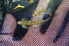 Liniparhomaloptera disparis