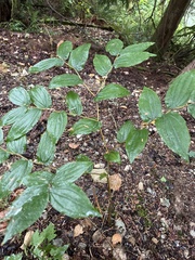 Prosartes hookeri