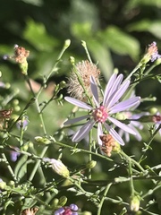 Symphyotrichum