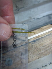 Potamogeton strictifolius