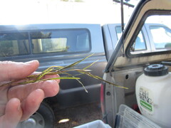 Potamogeton strictifolius