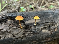 Pholiota granulosa