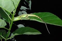 Physignathus cocincinus