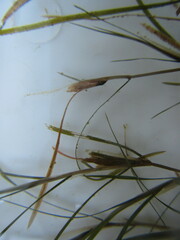 Potamogeton strictifolius