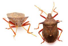 Picromerus bidens