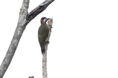 Colaptes punctigula