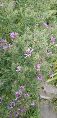 Symphyotrichum novae-angliae