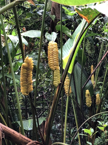 Rattlesnake plant (Calathea crotalifera)
