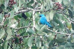 Cotinga maynana