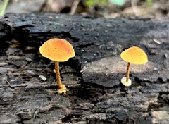 Pholiota granulosa