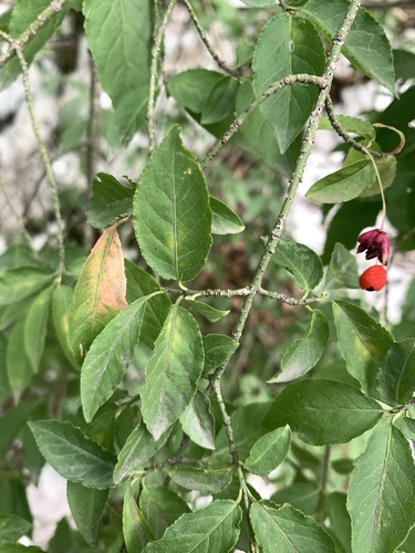 bršlen bradavičnatý (Euonymus verrucosus)