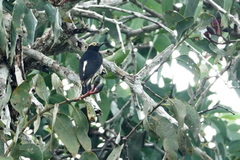 Melanerpes cruentatus