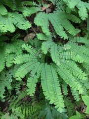 Adiantum pedatum