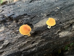 Pholiota granulosa