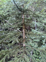 Picea engelmannii