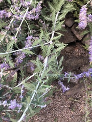 Salvia yangii