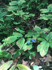 Caulophyllum thalictroides