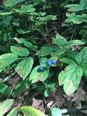 Caulophyllum thalictroides