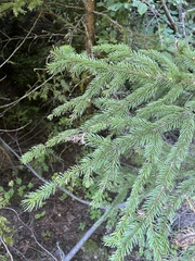 Picea engelmannii