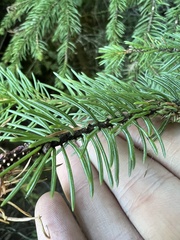 Picea engelmannii