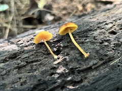 Pholiota granulosa