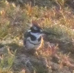 Ceryle rudis rudis