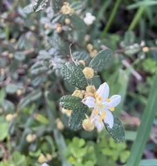Asterolasia asteriscophora albiflora