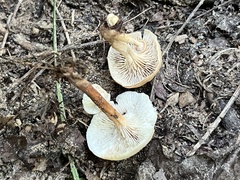 Lentinellus micheneri