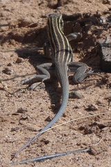 Aspidoscelis
