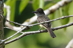 Myiarchus ferox