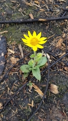 Arnica cordifolia