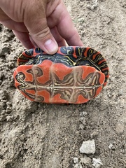 Chrysemys picta bellii