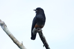 Chelidoptera tenebrosa