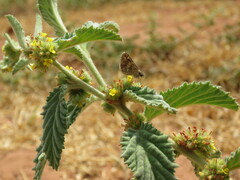 Burnsius orcynoides