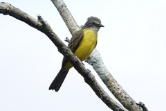 Myiozetetes granadensis