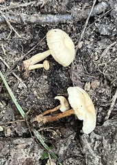 Lentinellus micheneri