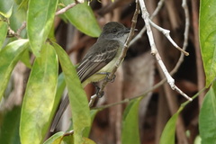 Myiarchus ferox