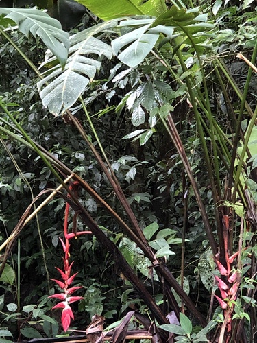Heliconia ramonensis (Heliconia ramonensis)